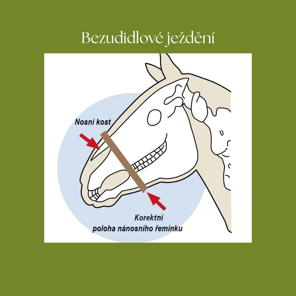 Bezudidlové ježdění