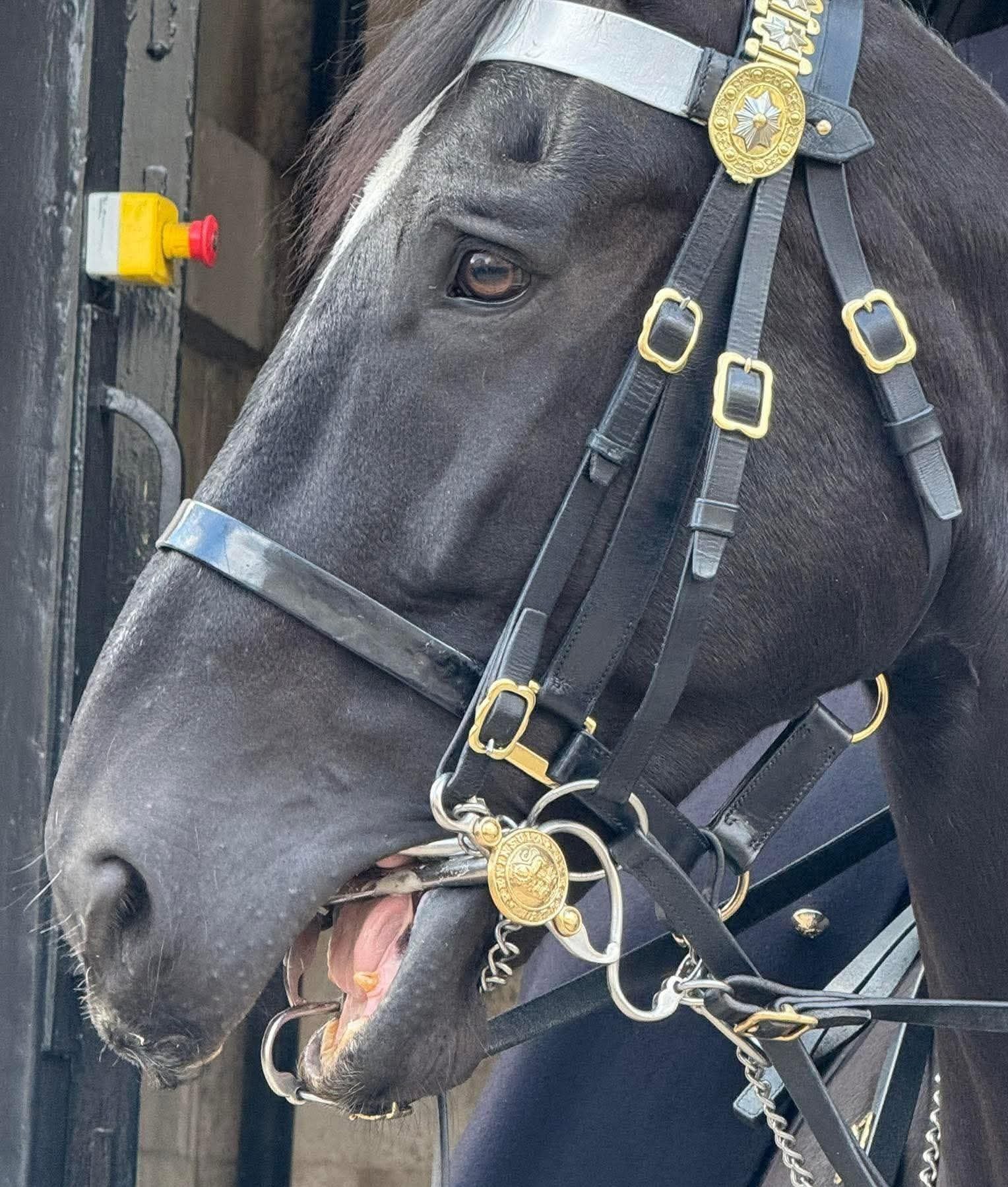 Orální diskomfort u koní - když problém není ve výcviku, ale v nepohodlí