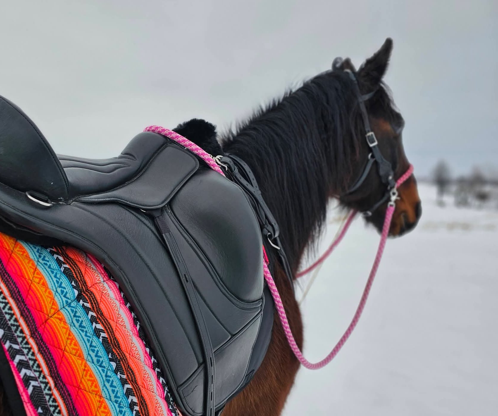 Bezudidlové uzdečky - kde a jak na koně působí?