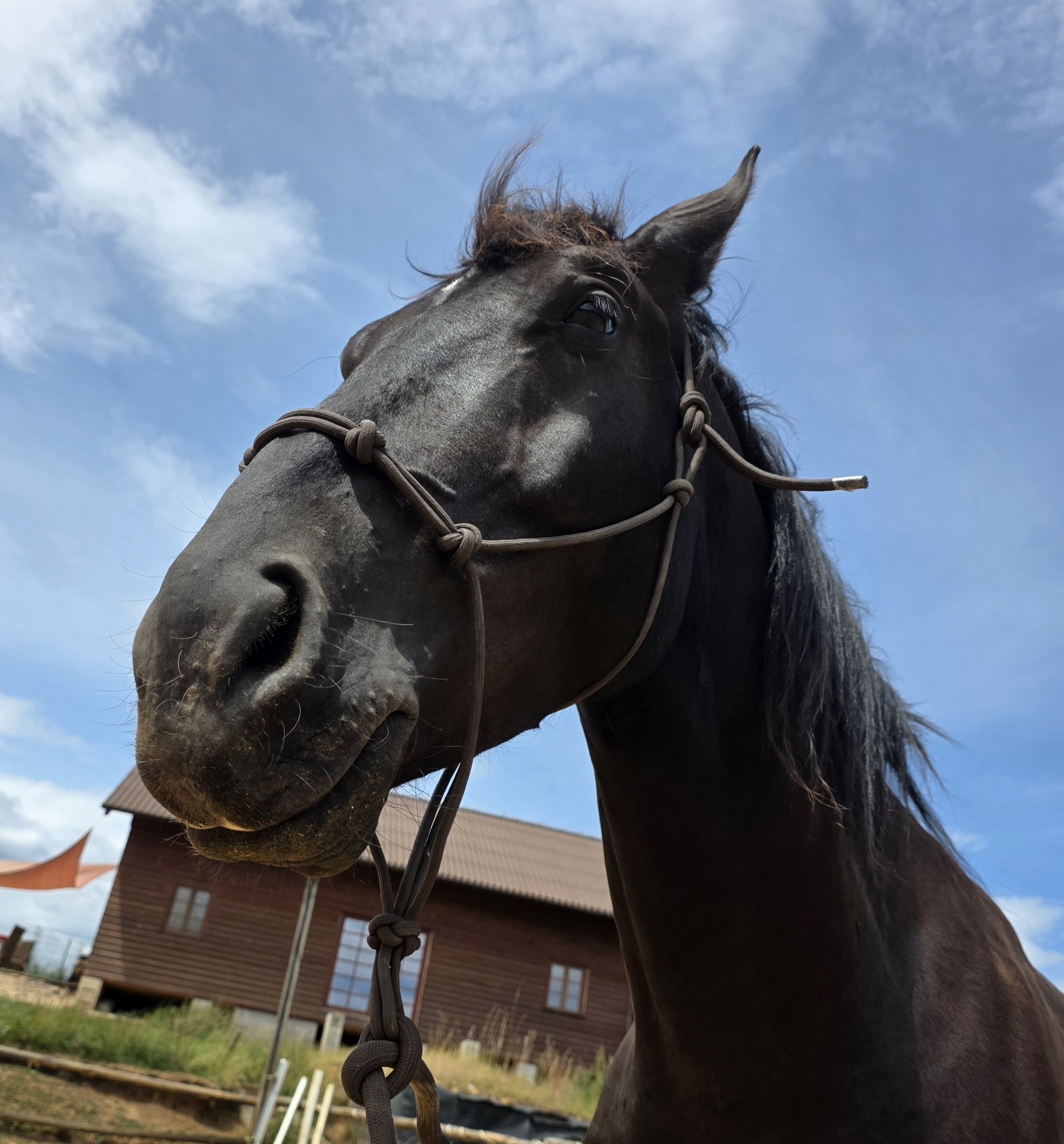 Proč nedoporučuji ježdění na parelce?