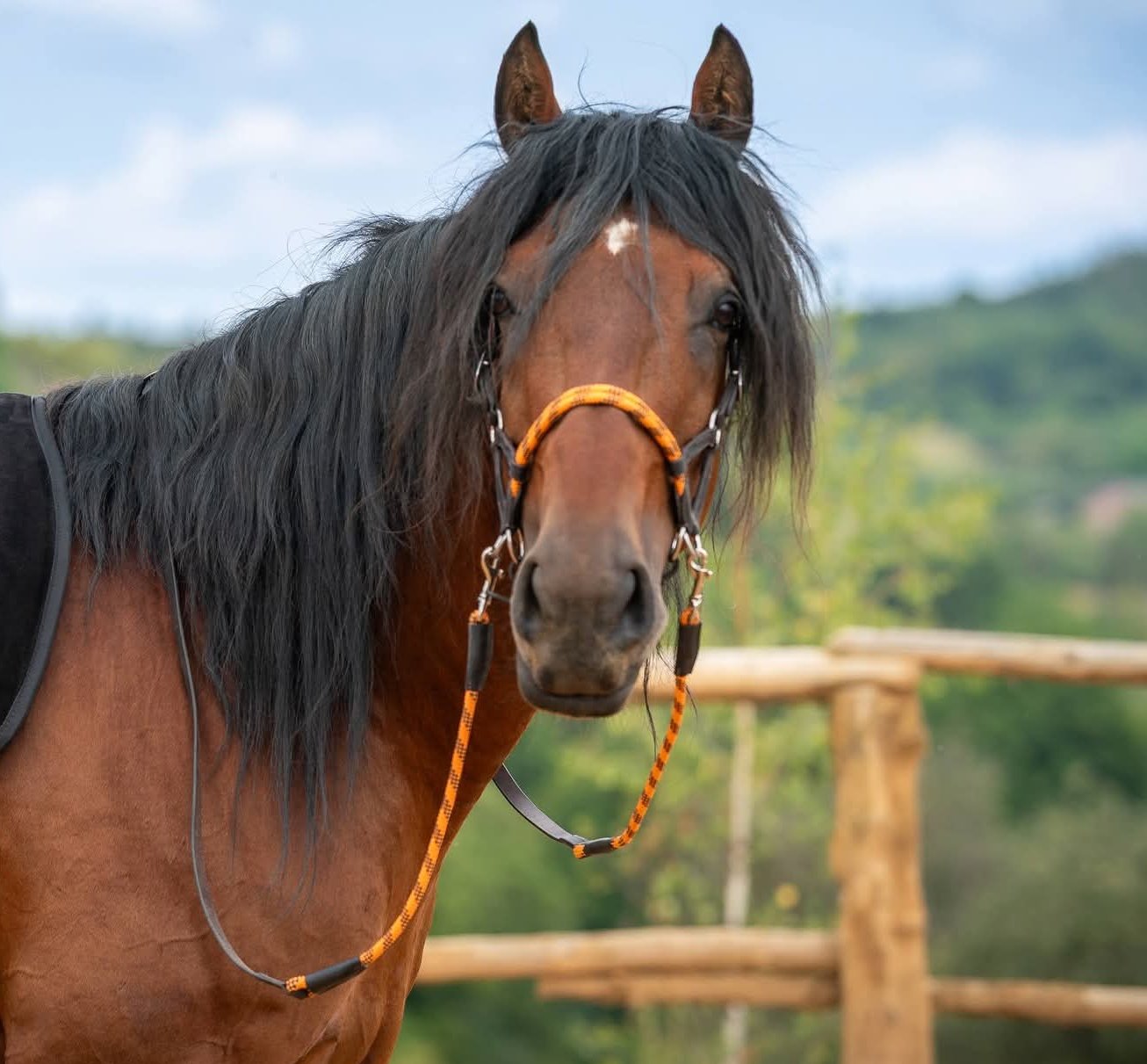 Bezudidlové uzdečky - kde a jak na koně působí?