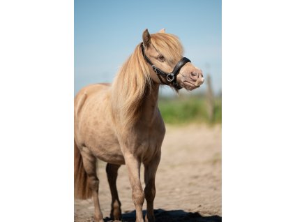 EDIX ED2 Grace sidepull uzdečka