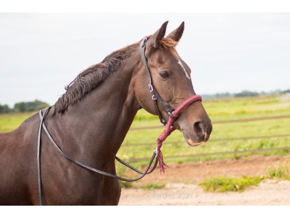 8.9500.21 EDIX bridle ED3 Rose IMG 3521