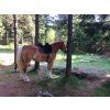 Ghost® sedlopad Buttera