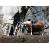 Ghost® sedlopad Buttera