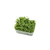 Rucola 100g - IT tr. I