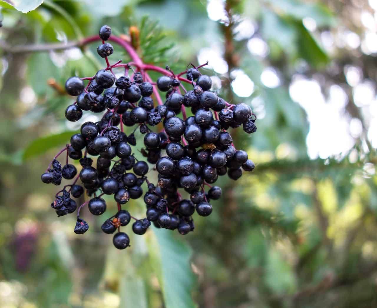 elder-4300267_1280