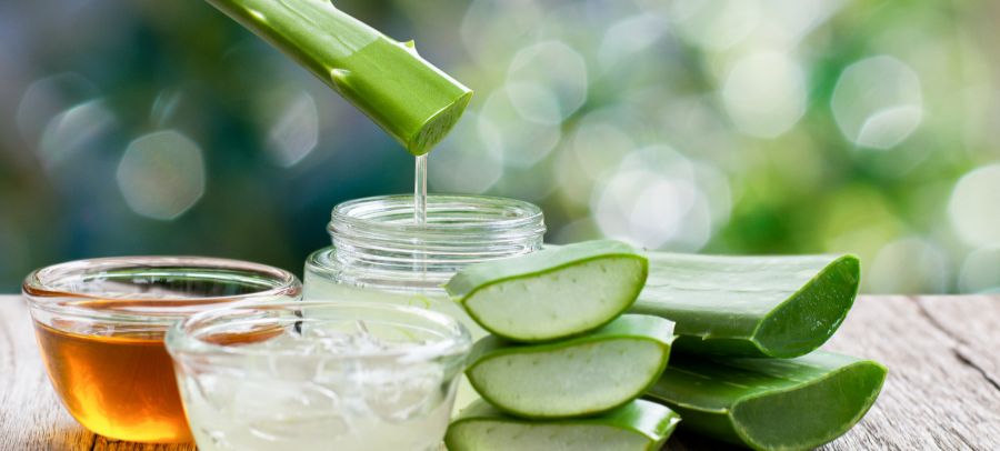 Aloe vera detail rez MOBIL