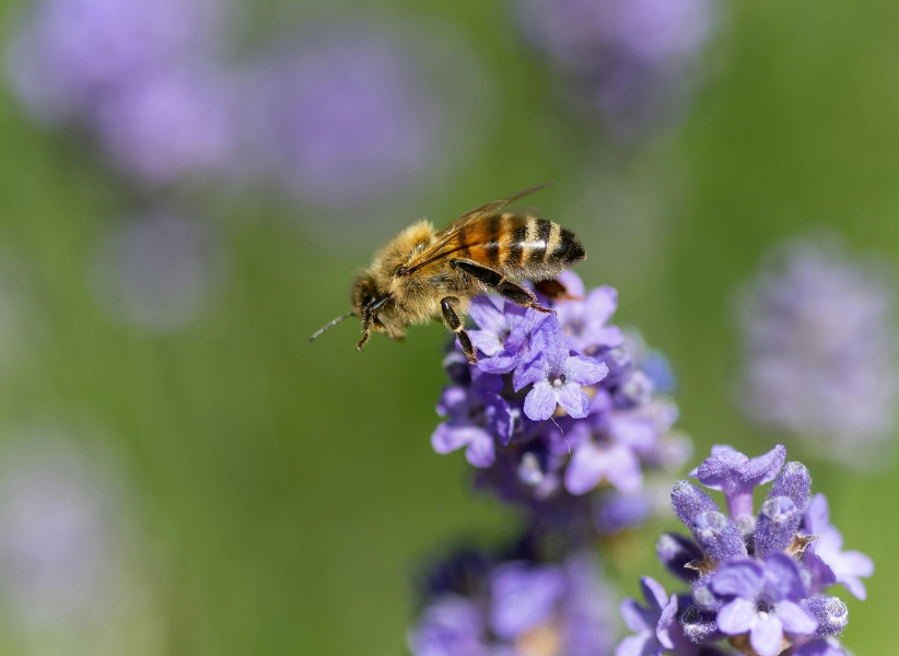 Izraelská společnost využívá nový přístup k výrobě patentovaných bylinných medů