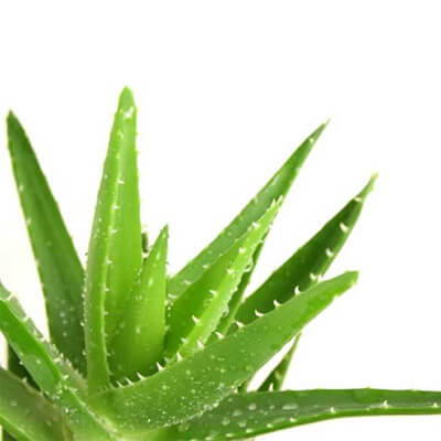 Aloe vera - obľúbená rastlina už tisíce rokov