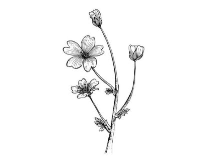 Mokraďkový olej 100% Alteya Organics 50 ml USDA ORGANIC