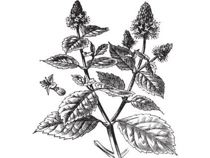 Pačuli olej 100% Alteya Organics 5 ml regeneračný