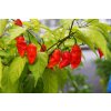 bhut jolokia 1024x685 1
