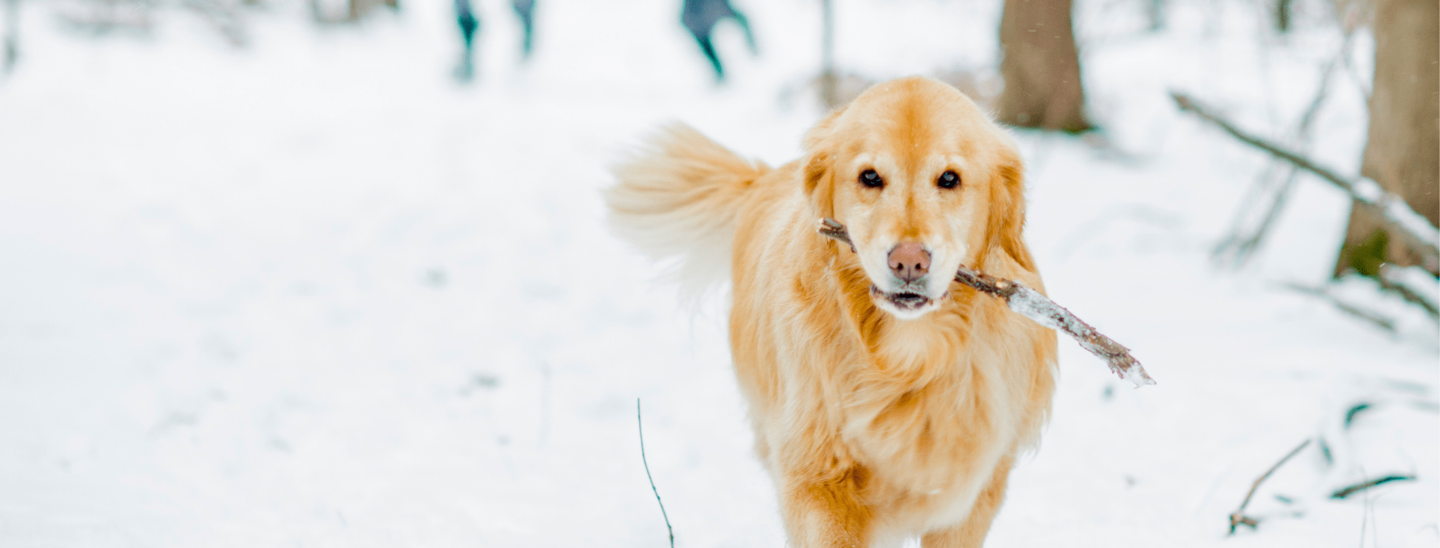 Péče o psí tlapky v zimě