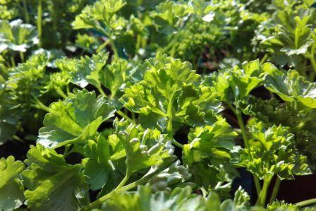 První jarní bylinky