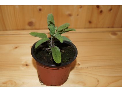 Šalvěj lékařská