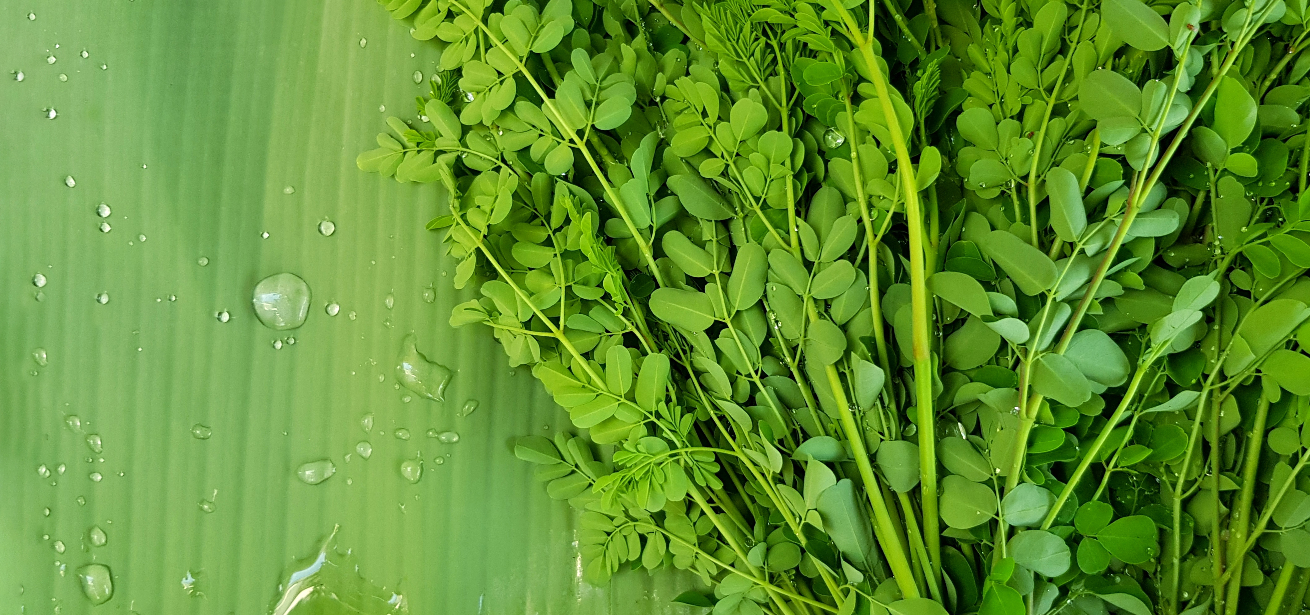 moringa-listy
