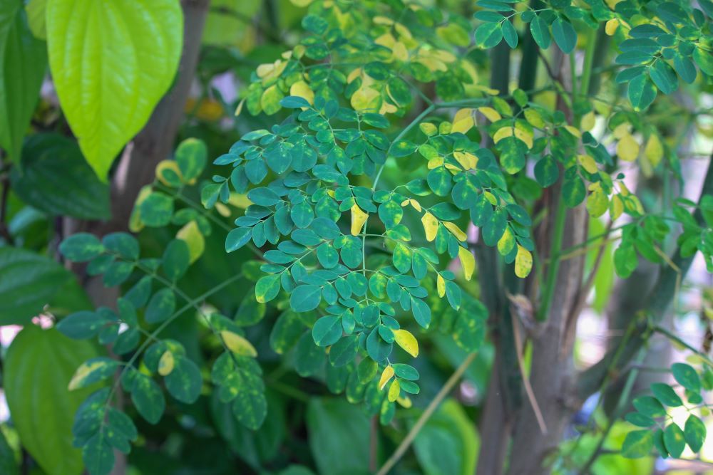 moringa-strom