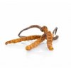 cordyceps huba mycomedica zdravoradka