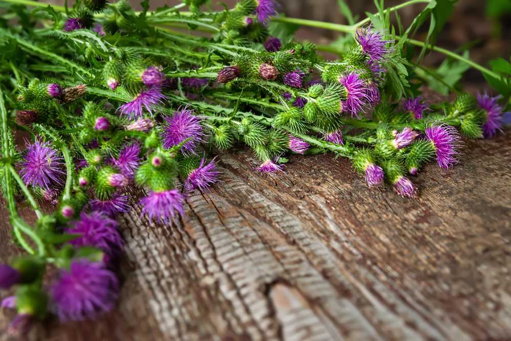 Jak připravit nálev z ostropestřce?