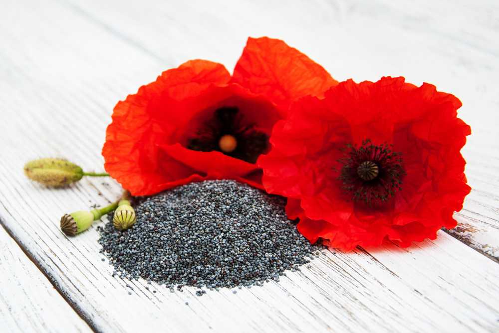 Modrý mák z České republiky – proč je tak chutný?