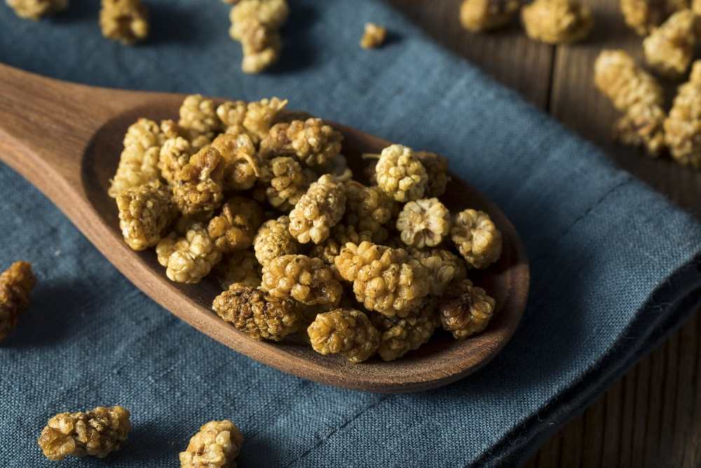 Plody moruše bílé a její vlastnosti