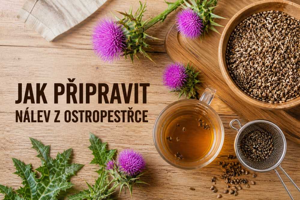 Jak připravit nálev z ostropestřce?