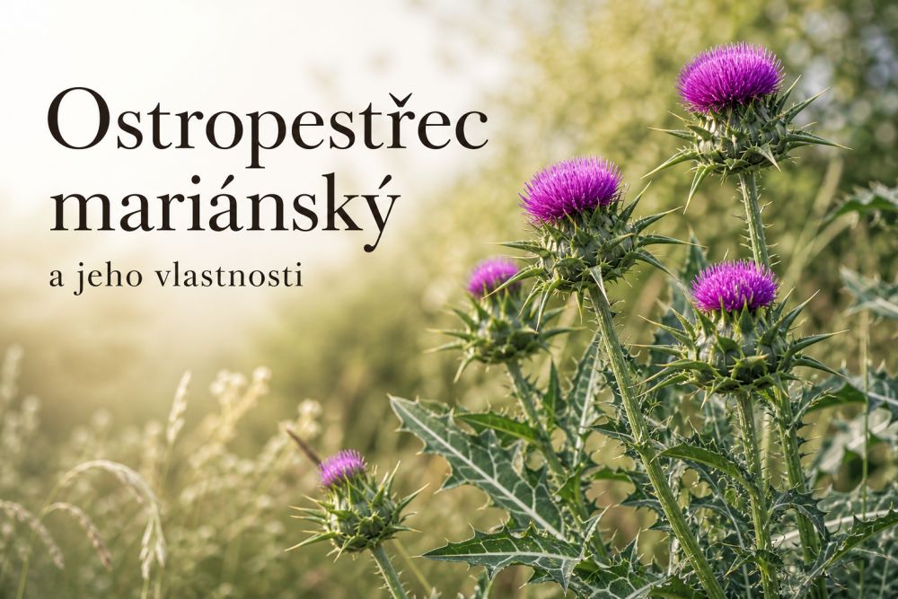 Ostropestřec mariánský a jeho vlastnosti