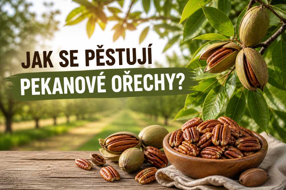 Jak se pěstují pekanové ořechy: Cesta od indiánských plantáží po moderní sklizeň