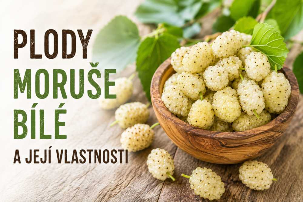 Plody moruše bílé a její vlastnosti
