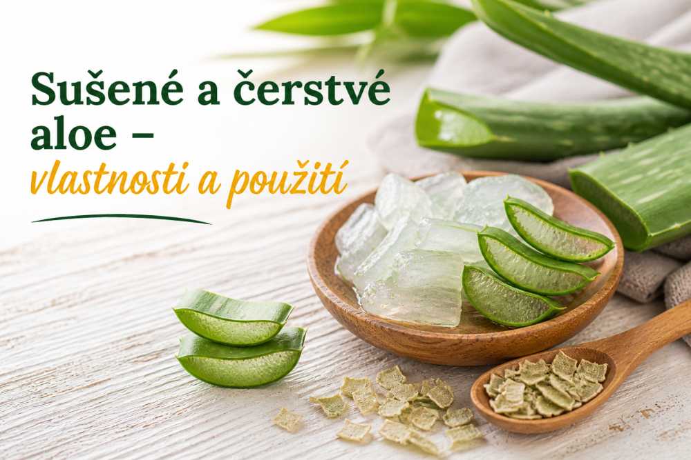 Sušené a čerstvé aloe: vlastnosti a použití
