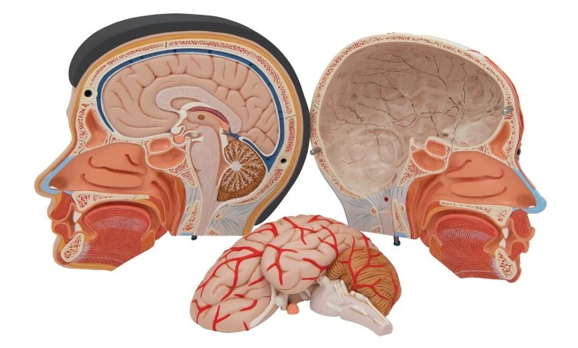 Anatomický model hlavy a krku