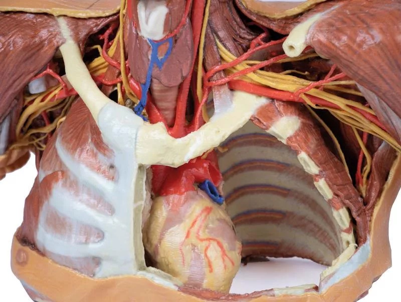 Model hlavy, krku a ramene s angiosomy - hrudník