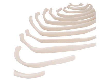 A69 2 02 1200 1200 Human Ribs Model 3B Smart Anatomy