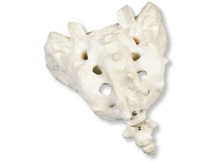 Kost křížová a kostrční