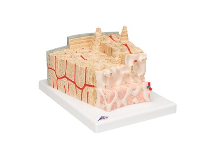 A79 02 1200 1200 3B MICROanatomy Human Bone Structure 80 times enlarged 3B Smart Anatomy