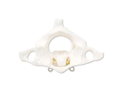 Atlas a Axis, bez stojánku