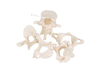 A75 1 07 1200 1200 5 Human Vertebrae Loosely Threaded on Nylon atlas axis cervical thoracic lumbar 3B Smart Anatomy