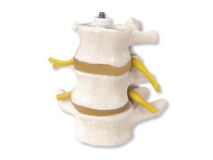 3 bederní obratle, flexibilně namontované