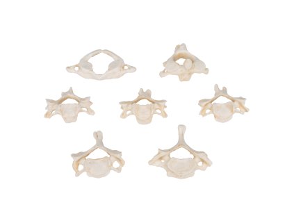 A790 03 1200 1200 Set of 7 BONElike Human Cervical Vertebrae 3B Smart Anatomy