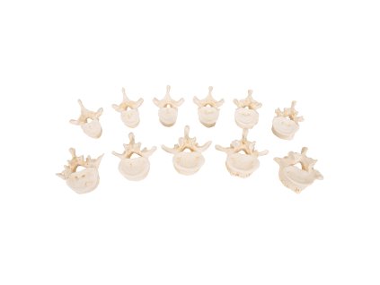 A793 04 1200 1200 Set of 24 BONElike Vertebrae Models 3B Smart Anatomy