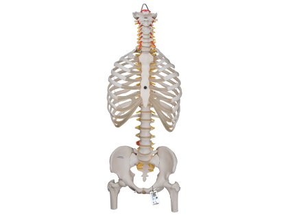 Klasická ohebná páteř s žebry