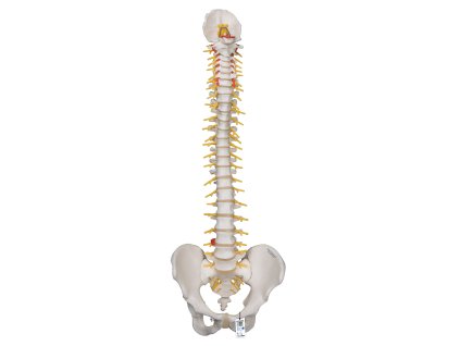 Ohebná páteř deluxe