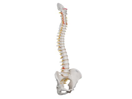 A59 1 02 1200 1200 Highly Flexible Human Spine Model Mounted on a Flexible Core 3B Smart Anatomy