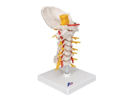 Model krční páteře 1000144 [A72]