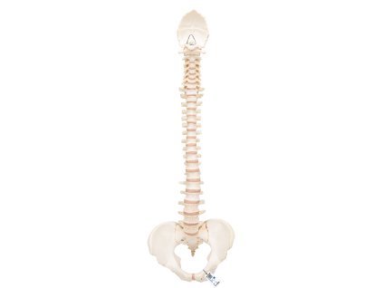 A794 01 1200 1200 BONElike Human Vertebral Column Model 3B Smart Anatomy