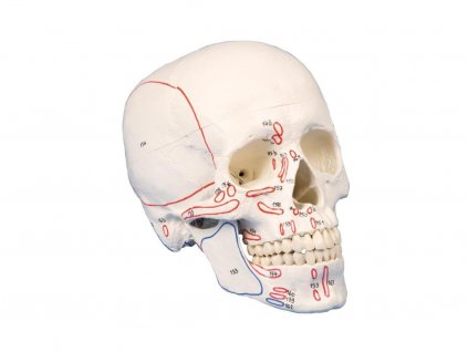 Model lebky, 3 části, s naznačenými svaly