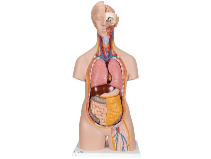 Klasické torso, unisex, 14 částí