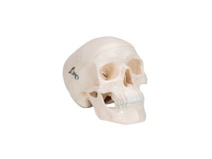 Zmenšený model lidské lebky, 3 části
