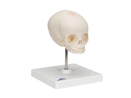 Model lebky plodu 1000058